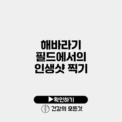 해바라기 필드에서의 인생샷 찍기